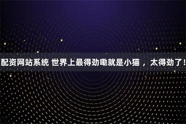 配资网站系统 世界上最得劲嘞就是小猫 ，太得劲了！